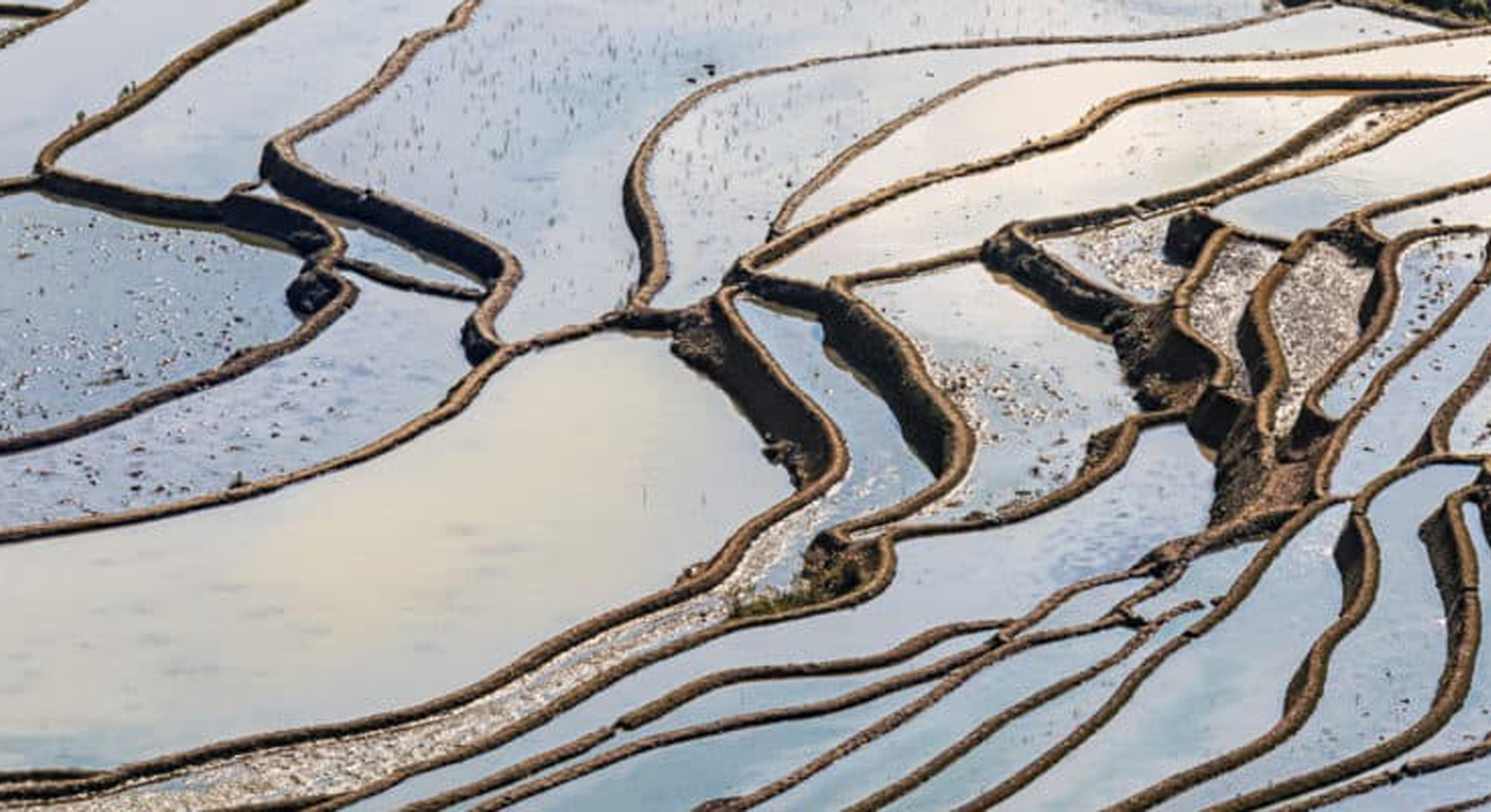 물이 가득 찬 계단식 논